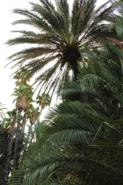 Büyük palmiye ağaçları ve açık mavi gökyüzüne karşı uzun kaktüsler.