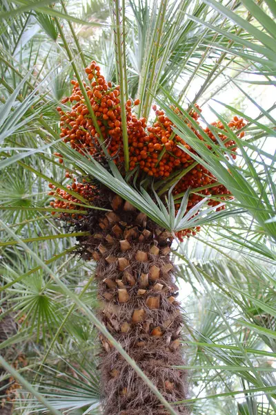 ripe palm fruits on a tree