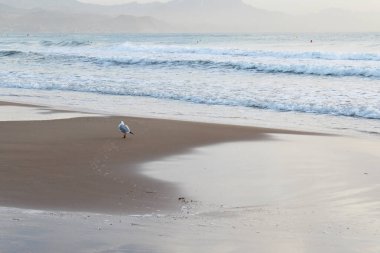 Denizin doğal arka planı ve kumsalda yürüyen bir kuş.