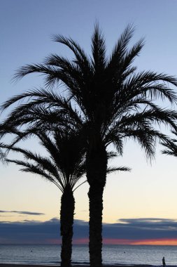 Güneşin doğuşunun doğal arka planında, denizin üzerinde palmiye ağaçları.