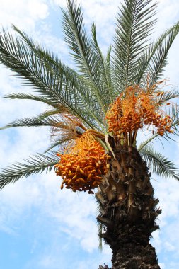 Hurma ağacının meyveleri sarkmış.