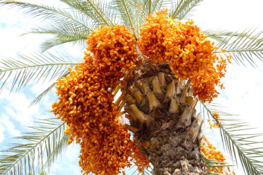 Mavi gökyüzünün arka planında meyveler olan palmiye ağaçları.