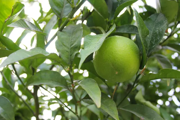 green lemon on a branch of a lemon tree
