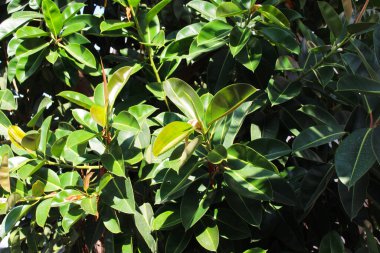  Doğal arka plan taze incir yaprakları