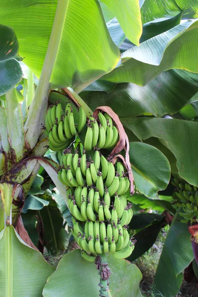 banana plantation. banana tree with banana