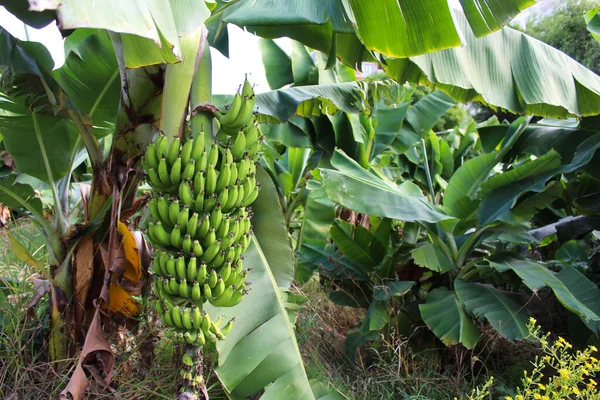 banana plantation. banana tree with banana