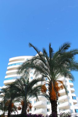 Güzel beyaz gökdelenli yeşil ağaçlarla dolu bir caddede, gökyüzü manzaralı bir bina.