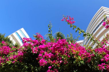 Mavi gökyüzü ve pembe bougainvillea çiçeklerinden oluşan bir arka plan karşısında balkonları olan güzel beyaz apartman daireleri.