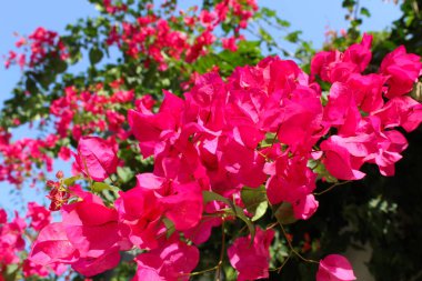 Güzel taze pembe begonviller.