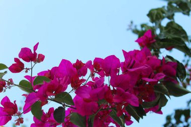  Güzel taze pembe begonviller.