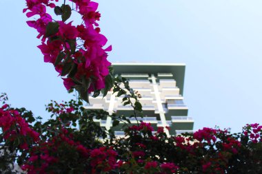 Türkiye sokaklarında yeni bir binanın güzel cephesi Mahmutalar ve bougainvillea çiçeklerinin arka planı