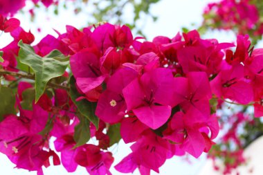  Güzel taze pembe begonviller.