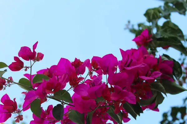  Güzel taze pembe begonviller.