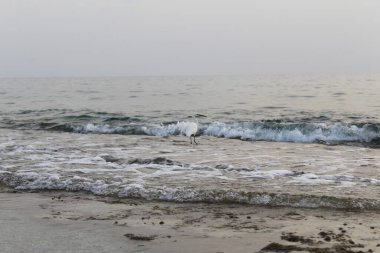  Akşamları kumsalda bir kuş