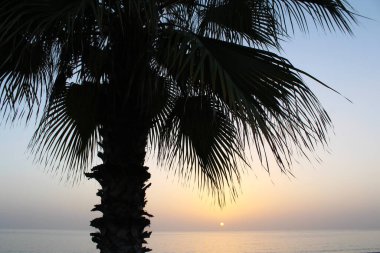 palmiye ağacı gündoğumu