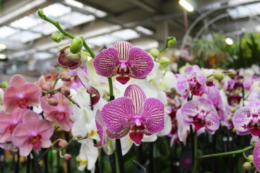 Serada yetişen güzel çiçekler