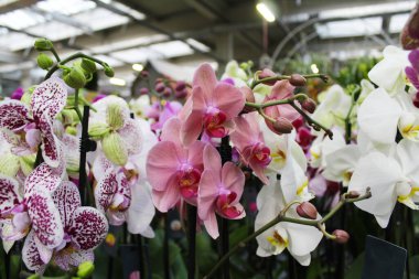 Seradaki güzel orkideler