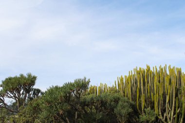 Tenerife kanarya adasındaki bitkiler büyük kaktüsler ve ağaçlardır.