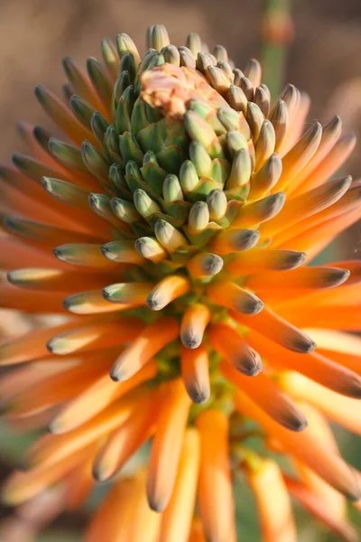 orange aloe flower with green center on natural brown background