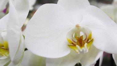 Beyaz orkide çiçek yakın çekim