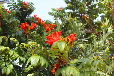 İspanya 'nın Tenerife adasında bitkiler ve çiçekler