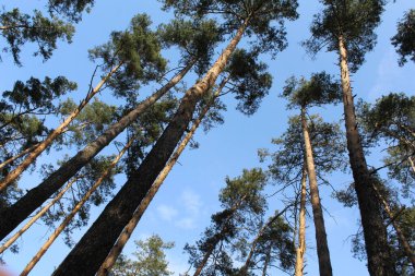 Ormanda gökyüzünün arka planında çam ağaçları.