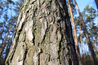 Çam ormanı, Doğa arka plan