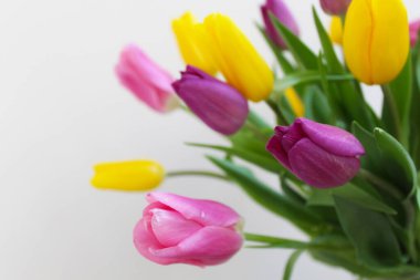 farklı renkte bahar çiçekleri laleler yakın plan