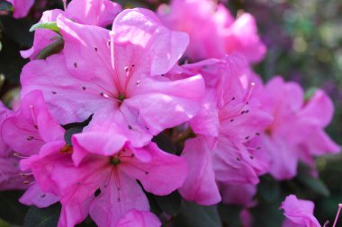 Taze pembe açelya çiçekleri yakın plan.