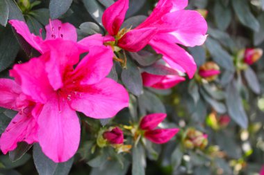 Güzel pembe açelya çiçekleri. Yakın plan.