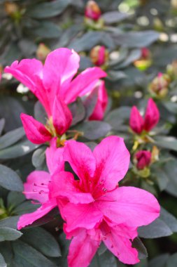 Güzel pembe açelya çiçekleri. Yakın plan.