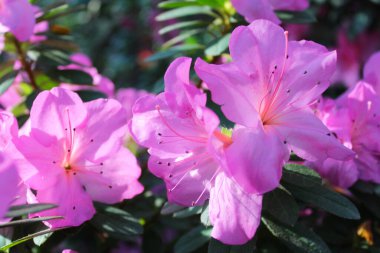 Pembemsi mor rhododendron çiçeklerinin yakın çekimi
