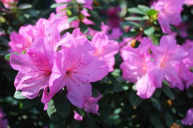 Pembemsi mor rhododendron çiçeklerinin yakın çekimi