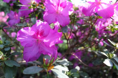 Pembemsi mor rhododendron çiçeklerinin yakın çekimi