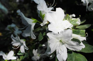 Taze beyaz rhododendron çiçekleri doğal koyu arkaplanda