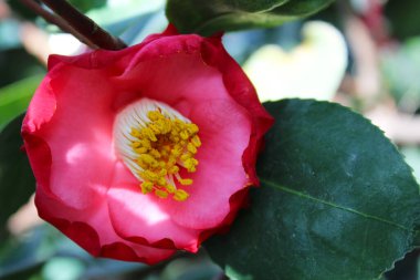 Bahçedeki güzel çiçek, rhododendron çiçeğinin yakın çekimi, güzel botanik çekimi, doğal duvar kağıdı. 