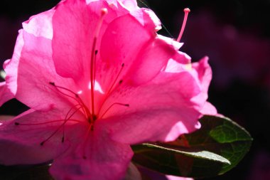 Bulanık arkaplanı olan pembe rhododendron çiçeğini kapat