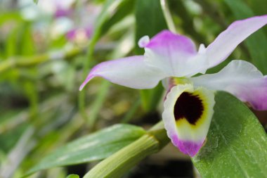 Bir orkide çiçeğine yaklaş,