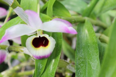 Güzel çiçeklerin güzel manzarasını kapat.