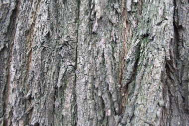 Eski ağaç doku arka plan