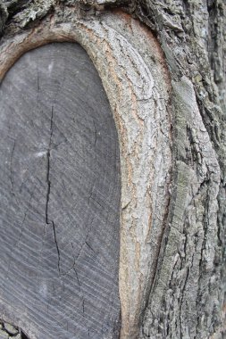 Bagajın görüntüsünü kapat