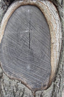 ağaç gövde doku arka plan kesmek