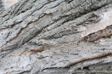 Çam ağacı kabuğu, doğa arka planı.