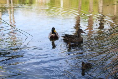 Ördek ve ördek yavruları, suda ördekler