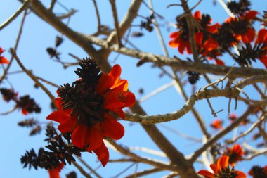 Mavi gökyüzünün arka planında çiçek açan bir ağacın çiçekleri.