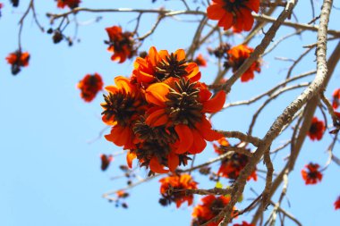 Mavi gökyüzünün arka planında çiçek açan bir ağacın çiçekleri.