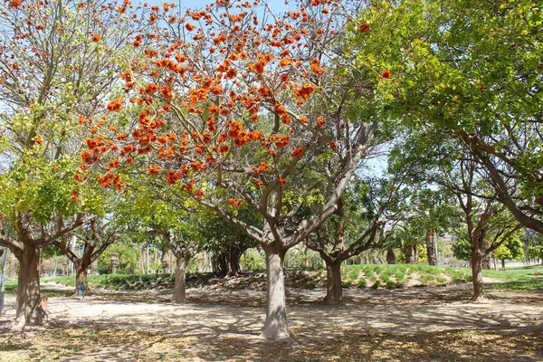 西班牙春天公园里开花的树 — 图库照片