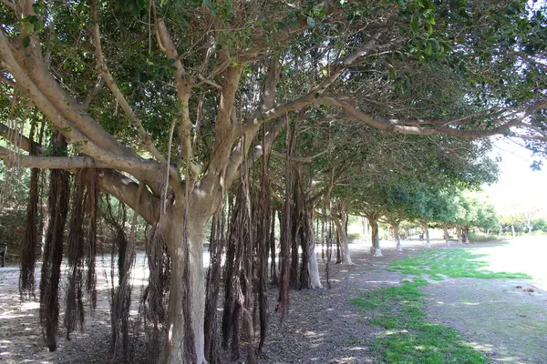 西班牙春天公园里的树木 — 图库照片
