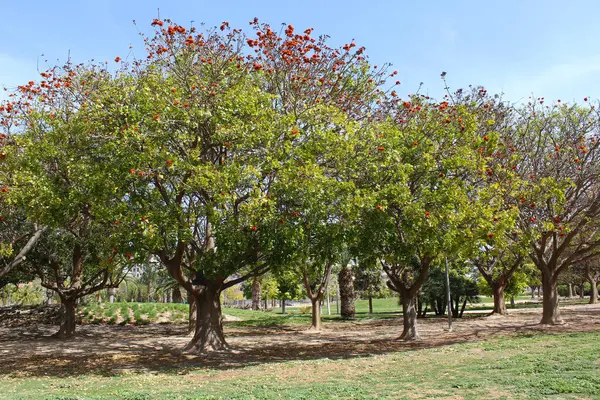 西班牙春天公园里开花的树 — 图库照片