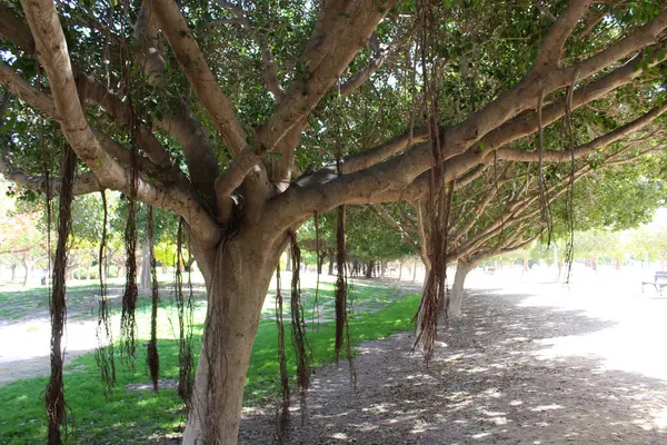 西班牙春天公园里的树木 — 图库照片